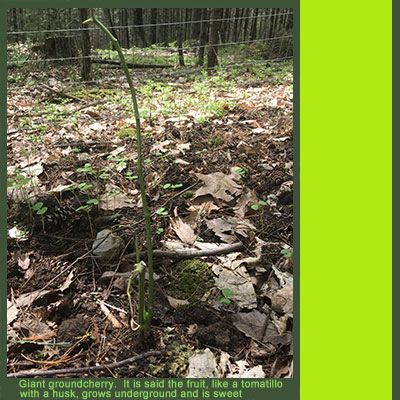 ground cherry plant