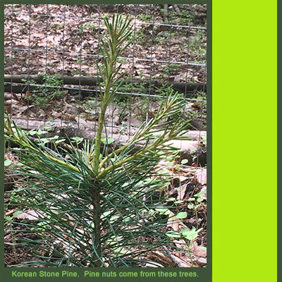 korean stone pine