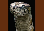 snake Nagini
