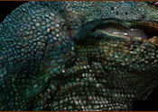 lizard dragon textures