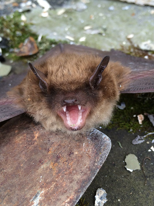 bat photo