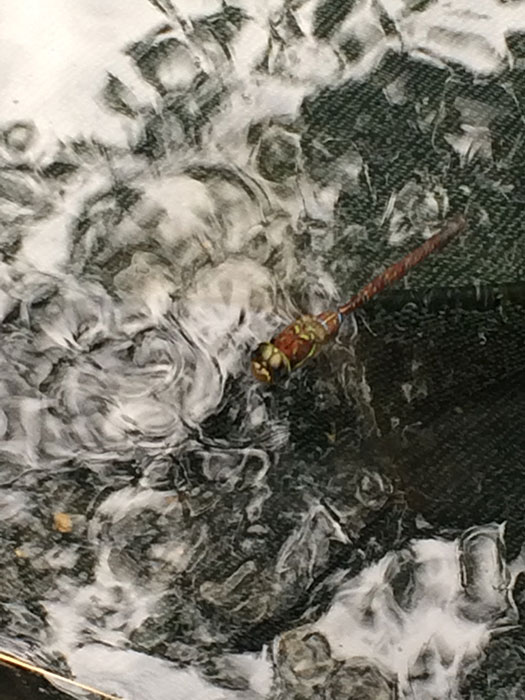 dragonfly in water photo