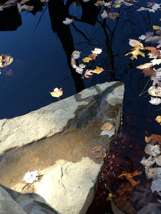 pond edge photo