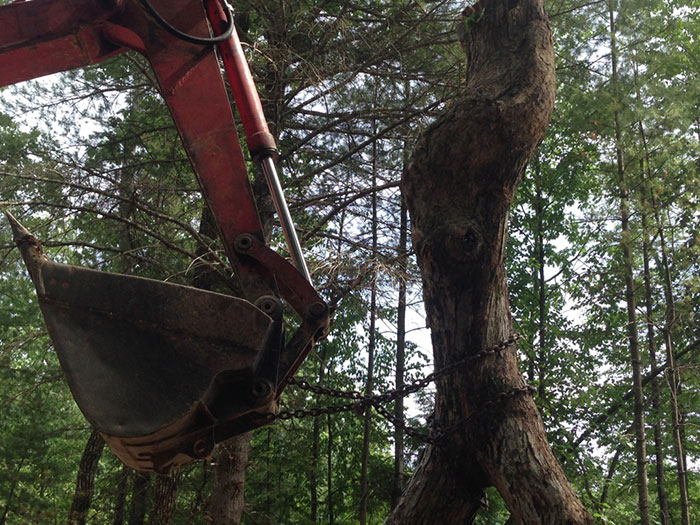 excavator and walker photo