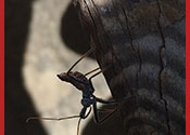 insect on wood