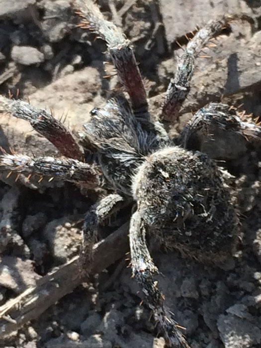 spider closeup photo