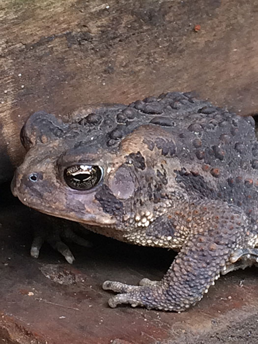 toad photo