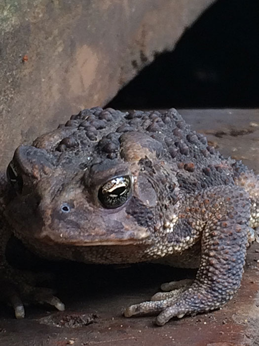 toad photo