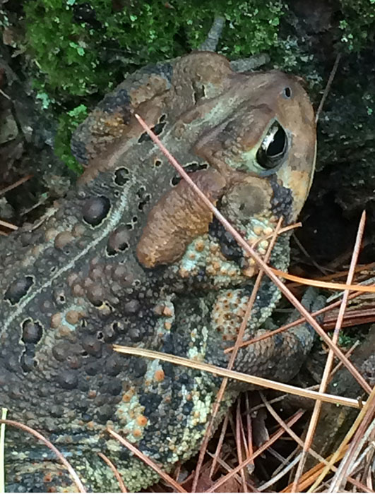 toad photo