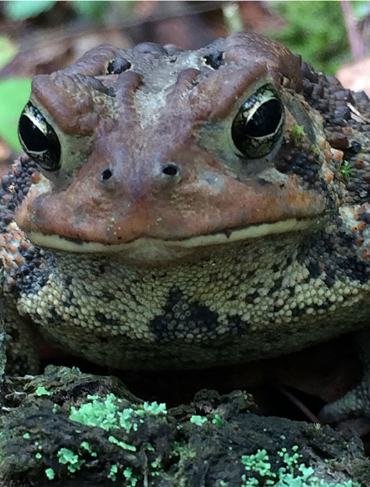 toad photo