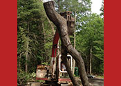 tree sculpture being positioned