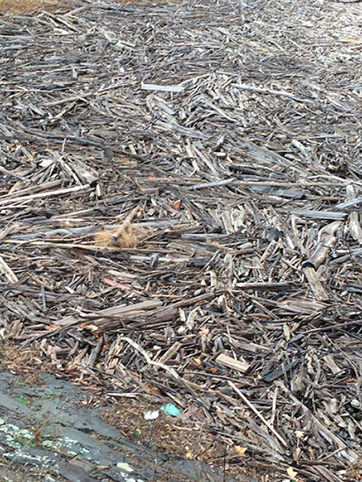 driftwood photo