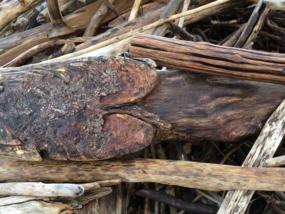 driftwood photo