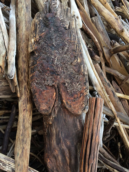 driftwood photo