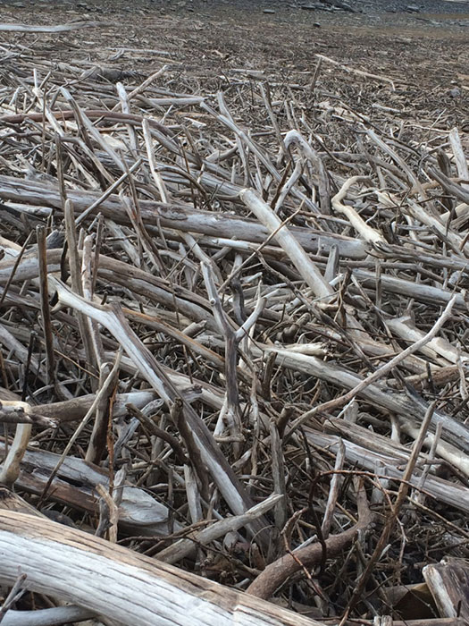 driftwood photo