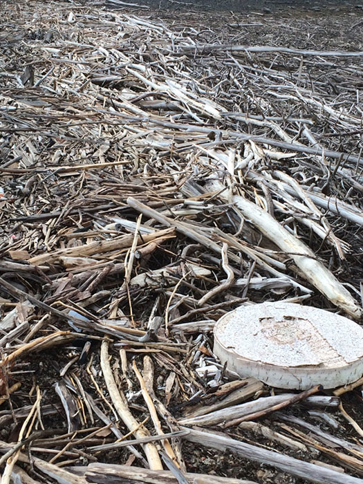 driftwood photo