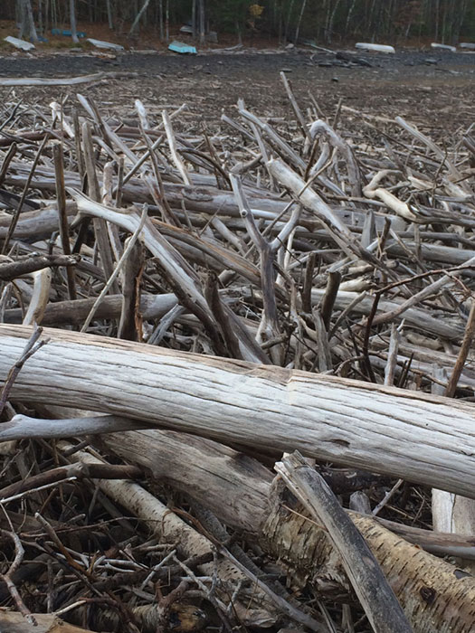 driftwood photo