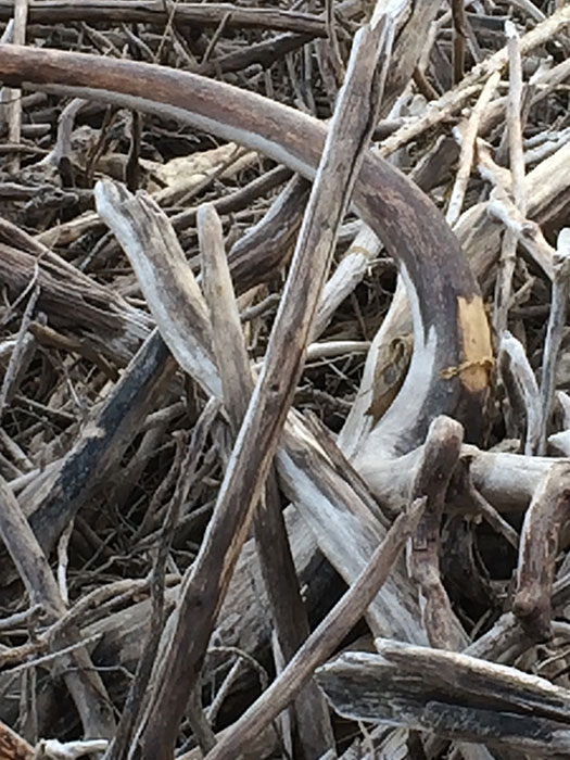 driftwood photo