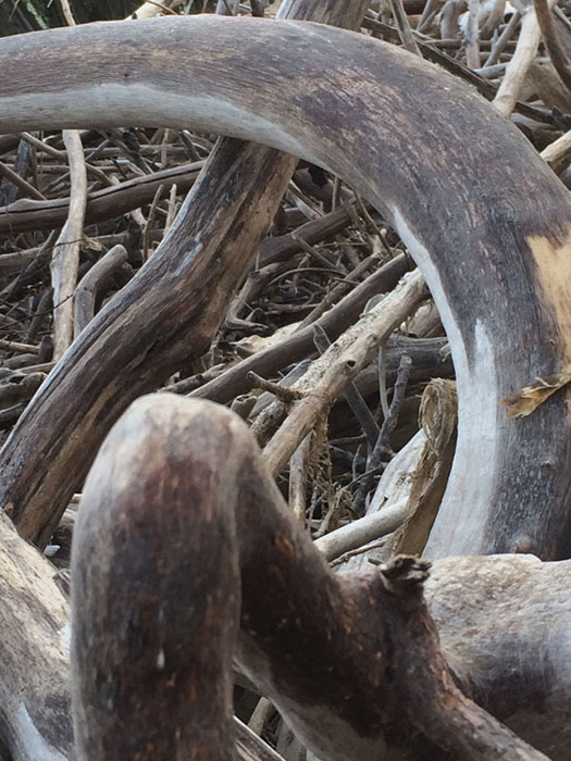 driftwood photo