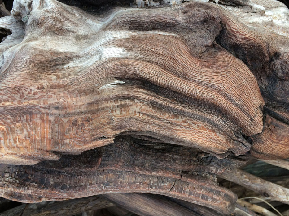 driftwood photo